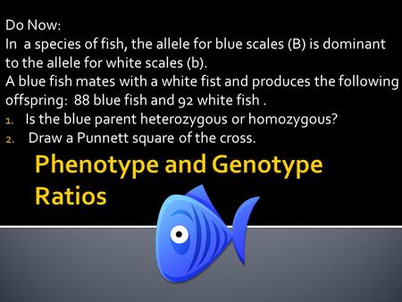 Do Now: In a species of fish, the allele for blue scales (B) is dominant to the allele for white scales (b). A blue fish mates with a white fist and produces.