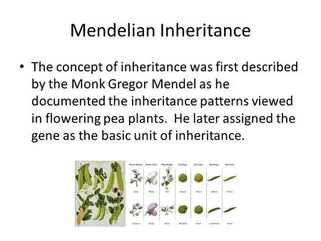 Mendelian Inheritance The concept of inheritance was first described by the Monk Gregor Mendel as he documented the inheritance patterns viewed in flowering.
