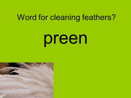 Word for cleaning feathers? preen. 3 systems united in cloaca Digestive, reproduction, excretory.