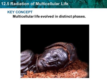 12.5 Radiation of Multicellular Life KEY CONCEPT Multicellular life evolved in distinct phases.