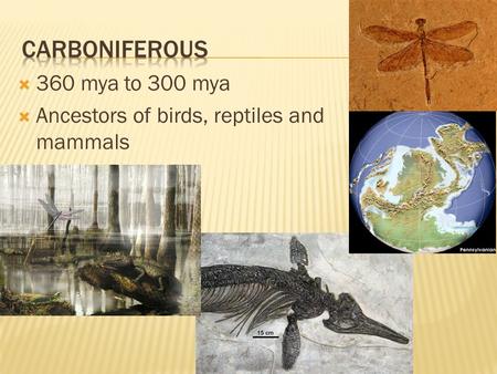  360 mya to 300 mya  Ancestors of birds, reptiles and mammals.