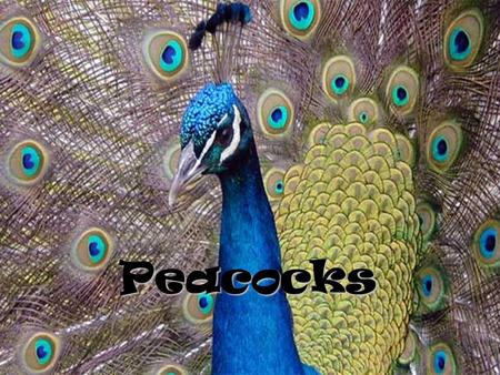 Peacocks.