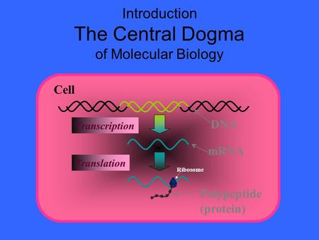 DNA mRNA Transcription Introduction The Central Dogma of Molecular Biology Cell Polypeptide (protein) Translation Ribosome.