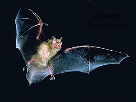 Chiroptera (hand-wing). Modes of Flight Bats – High speed w/ extreme maneuverability. – Can fly up to ________but average about ______ – Bats _________.
