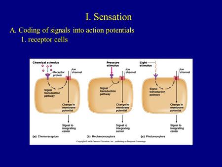 I. Sensation A. Coding of signals into action potentials 1. receptor cells.