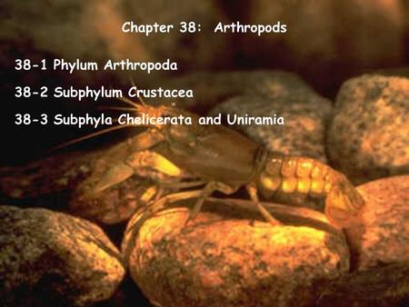 Chapter 38:  Arthropods 38-1 Phylum Arthropoda 38-2 Subphylum Crustacea