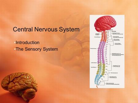 Central Nervous System Introduction The Sensory System.