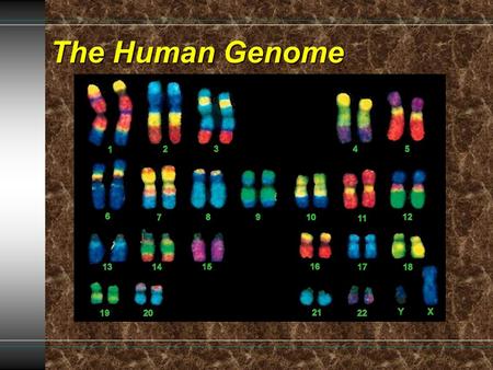 The Human Genome. Human Chromosomes Karyotype- diagram showing the complete set of chromosomes.Karyotype- diagram showing the complete set of chromosomes.
