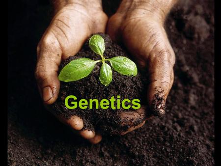 Genetics. Terminology Allele – contrasting form of a gene –Ex: T = tall; t = short –Ex: G = green; g = yellow –CAPITAL LETTERS – DOMINANT TRAIT –lowercase.