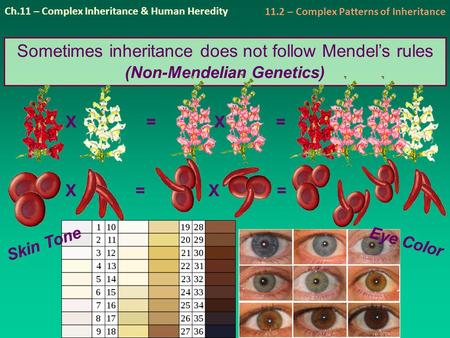 Ch.11 – Complex Inheritance & Human Heredity 11.2 – Complex Patterns of Inheritance Sometimes inheritance does not follow Mendel’s rules (Non-Mendelian.