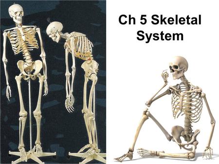 Ch 5 Skeletal System. 7-2 Bone Tissue Connective tissue with a matrix hardened by minerals (calcium phosphate) Continually remodels itself Functions of.