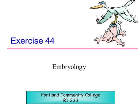 Exercise 44 Embryology Portland Community College BI 233.