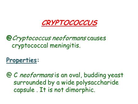 neoformans causes cryptococcal meningitis. C neoformans is an oval, budding yeast surrounded by a wide polysaccharide.