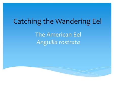 The American Eel Anguilla rostrata Catching the Wandering Eel.