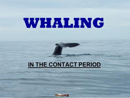 WHALING IN THE CONTACT PERIOD. Ocean Whaling The first whaling ship from America arrived in 1797. Ocean whaling was well established by 1802.