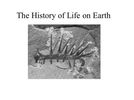 The History of Life on Earth. History of Life Originated 3.5-4.0 billion years ago Fossil evidence: stromatolites.