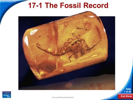 End Show Slide 1 of 40 Copyright Pearson Prentice Hall 17-1 The Fossil Record.