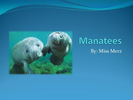 By: Miss Merz. What is a Manatee? A manatee is a mammal.