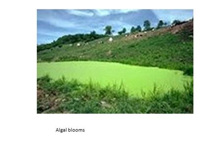 Algal blooms. WATER POLLUTANT TYPES OF WATER POLLUTION-CHEMICALS ETC. WATER BORNE DISEASES EUTROPHICATION SEWAGE TREATMENT OXYGEN SAG CURVE BIOACCUMULATION.