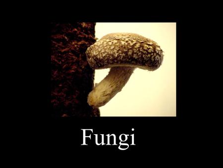 Fungi. Basic Information: Fungi are... - eukaryotes - mostly multicellular - sometimes unicellular (yeast) - very diverse with an estimated 1.5 million.