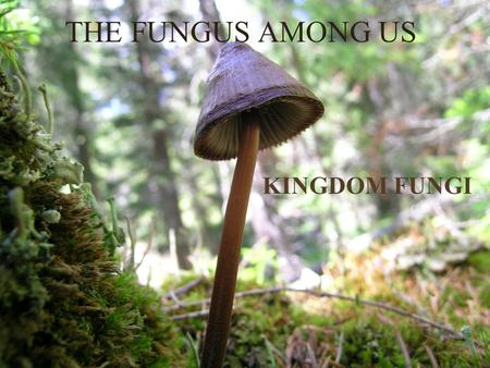 THE FUNGUS AMONG US KINGDOM FUNGI. More than just Mushrooms… Mushrooms –Club: Typical shape of “mushroom,” with spores on gills.