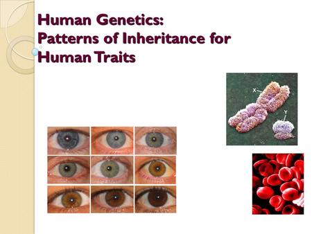 Human Genetics: Patterns of Inheritance for Human Traits.
