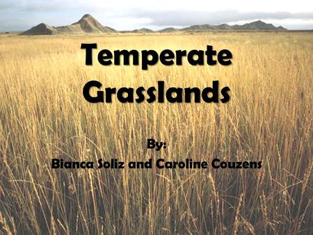 Temperate Grasslands By: Bianca Soliz and Caroline Couzens.