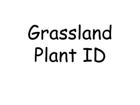 Grassland Plant ID. Grasses & Grass-like Barley, Little.