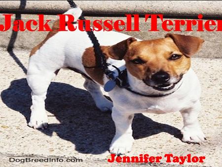Jack Russell Terriers Jennifer Taylor. Origin of the Breed Originally bred in England Bred by Reverend John Russell Origins dating back to the 19 th Century.