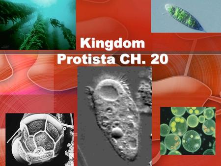 Kingdom Protista CH. 20. Evolution of Eukaryotic Life ENDOSYMBIONT THEORY Early eukaryotes developed symbiotic relationships with prokaryotic cells Prokaryotic.