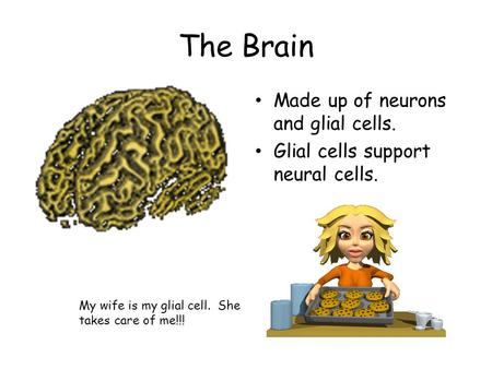 The Brain Made up of neurons and glial cells. Glial cells support neural cells. My wife is my glial cell. She takes care of me!!!