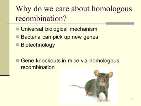 Why do we care about homologous recombination? Universal biological mechanism Bacteria can pick up new genes Biotechnology Gene knockouts in mice via homologous.