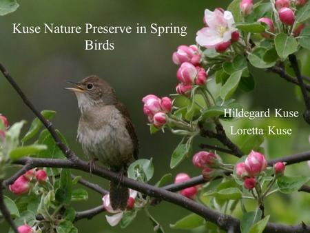 Kuse Nature Preserve in Spring Birds Hildegard Kuse Loretta Kuse.