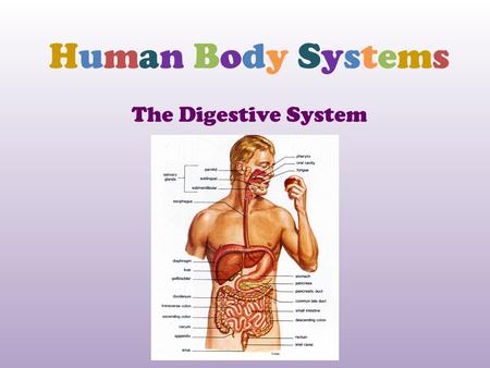 Human Body Systems The Digestive System.