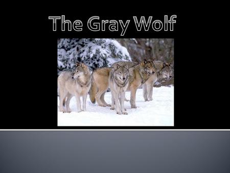 The problem we are having in the upper Midwest is that the wolf population is starting to rise rapidly and overpopulate. They reason why this is a problem.