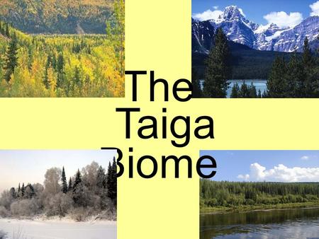 The Biome Taiga.