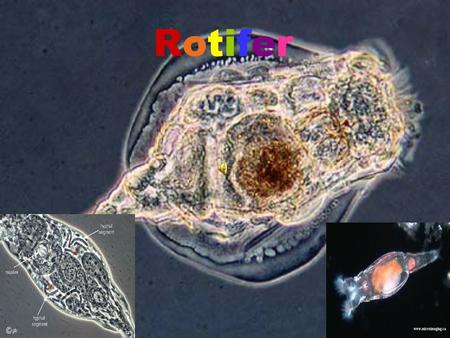 RotiferRotifer. Phylum Rotifera From the Latin Rota a wheel and Ferre to bear or carry Rotifera is divided into two classes, the Digononta and the Monogononta.