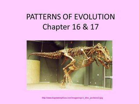 PATTERNS OF EVOLUTION Chapter 16 & 17