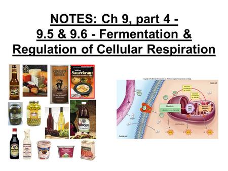 NOTES: Ch 9, part 4 - 9.5 & 9.6 - Fermentation & Regulation of Cellular Respiration.