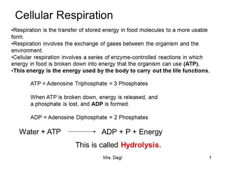 Mrs. Degl1 Cellular Respiration Respiration is the transfer of stored energy in food molecules to a more usable form. Respiration involves the exchange.