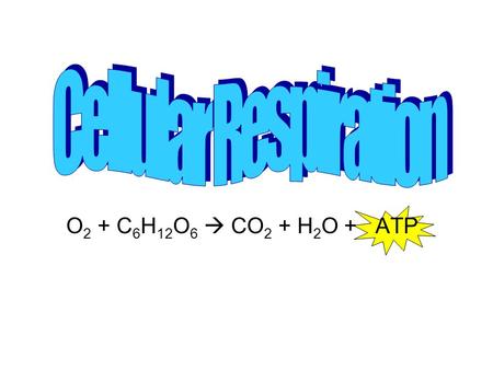 O 2 + C 6 H 12 O 6  CO 2 + H 2 O + ATP. What is it? The chemical pathway that provides living organisms with energy by breaking down foods The process.