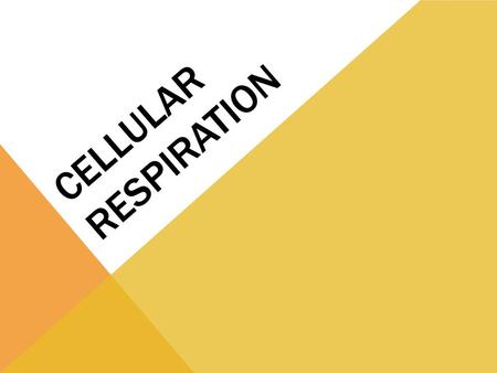 CELLULAR RESPIRATION. Process used by ALL organisms perform to make energy for the cell MITOCHONDRIA perform cellular respiration Energy that the cells.