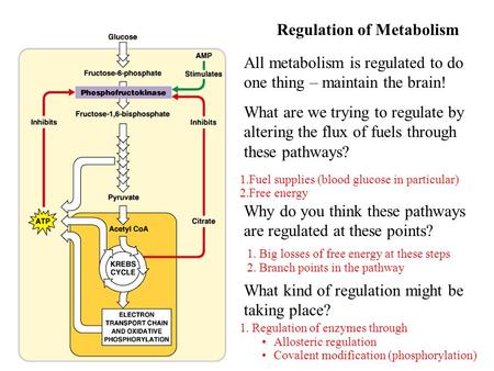 All metabolism is regulated to do one thing – maintain the brain! What are we trying to regulate by altering the flux of fuels through these pathways?