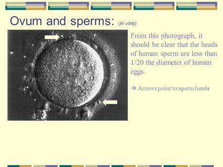 Ovum and sperms: (In vitro) From this photograph, it should be clear that the heads of human sperm are less than 1/20 the diameter of human eggs.  Arrows.