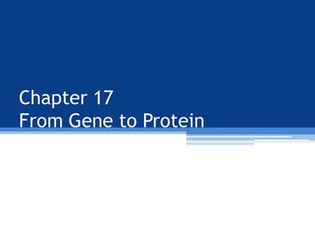 Chapter 17 From Gene to Protein. Gene Expression DNA leads to specific traits by synthesizing proteins Gene expression – the process by which DNA directs.