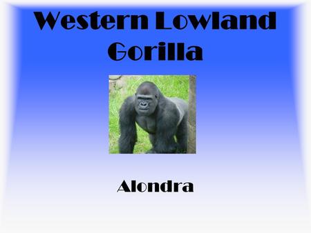 Western Lowland Gorilla Alondra. Habitat Central Africa Tropical Rain Forest.
