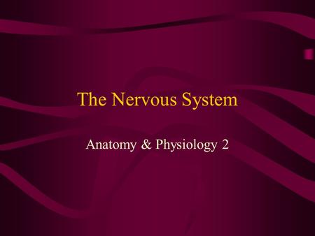 The Nervous System Anatomy & Physiology 2. Organization of the nervous System Central nervous system (CNS) – the brain and spinal cord –Interprets incoming.
