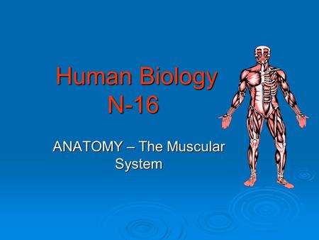 Human Biology N-16 Human Biology N-16 ANATOMY – The Muscular System.