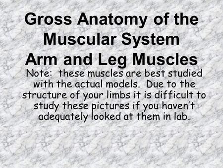 Gross Anatomy of the Muscular System Arm and Leg Muscles
