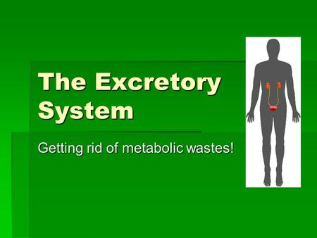 The Excretory System Getting rid of metabolic wastes!